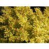 Berberis%20thunbergii%20Aurea