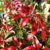 Pieris%20japonica%20Red%20Mill%2001
