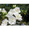 Azalea%20Schneeperle%2001
