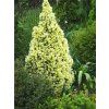 Picea%20glauca%20DaisyWhite