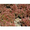 Berberis%20thun%20Atropurpurea%20Nana