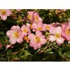 Potentilla%20fruticosa%20Pink%20Beauty%2004