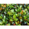 Gaultheria procumbens 02