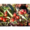 Gaultheria%20procumbens%2001