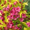 Weigela%20hybrida%20Olympiade%2014s