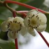 Actinidia arguta 04 samice