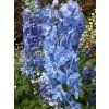 Delphinium%20Sky%20Blue%20White%20Bee%2001