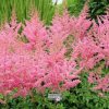 astilbe cattley1m1