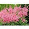 Astilbe%20arendsii%20Cattleya%2001