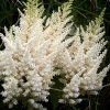 Astilbe%20Weisse%20Gloria1