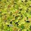 heuchera marmelade1m1