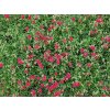 helianthemum hybride cerise queen