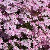 phlox candy1m1