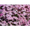 Phlox%20subulata%20Candy%20Stripes%2001