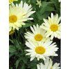 Chrysanthemum%20maximum%20Banana%20Cream%2002