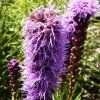 Liatris%20spicata%20Kobold%2001