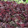 heuchera melting fire1m1