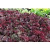 Heuchera%20Melting%20Fire%2002