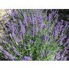 Lavandula%20intermedia%20Anniversary%20Bouquet%2003
