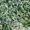 Stachys%20byzantina%20Silver%20Carpet01s