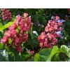 Aesculus carnea Briotii