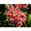 Aesculus%20carnea%20Briotii%2002