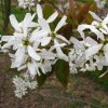 amelanchier grandiflora ballerina blossom