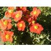 Potentilla%20fruticosa%20Red%20Ace%2003