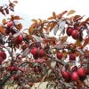 Prunus cerasifera Hollywood 03