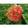 Paeonia%20sufruticosa%20Jin%20Ge%2001