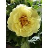Paeonia%20sufruticosa%20Hai%20Huang%2001