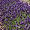 lavandula hidcote1m1