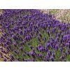 Lavandula%20angustifolia%20Hidcote%2001