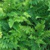 Polystichum%20setiferrum%20Herennhausen02s
