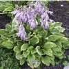 hosta golden tiara1m1