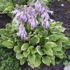 Hosta%20Golden%20Tiara