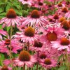 echinacea compact rose1m1
