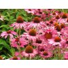 Echinacea%20purpurea%20Praire%20Splendour