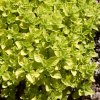 Origanum%20vulgare%20Aureum01