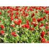 helianthemum%20amabile%20plenum