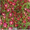 saxifraga red1m1