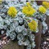 sedum cape bl.1m1