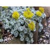 sedum%20spat.%20cape%20blanco%20 %20kopie