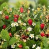 Fragaria Alexandrie 4m