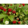 Fragaria%20vesca%20Alexandria%2001