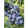 Vaccinium%20corymbosum%20Darow%2002