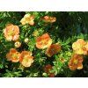 Potentilla fruticosa Oleška 01