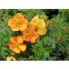 Potentilla fruticosa Oleška 02