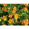 Potentilla fruticosa Oleška 03