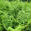 Dryopteris%20affinis%20The%20King